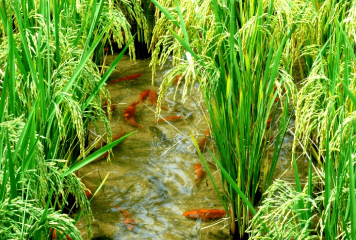 国际生物多样性日!看青田稻鱼共生系统提供农遗样板~_保护_方山乡_活动