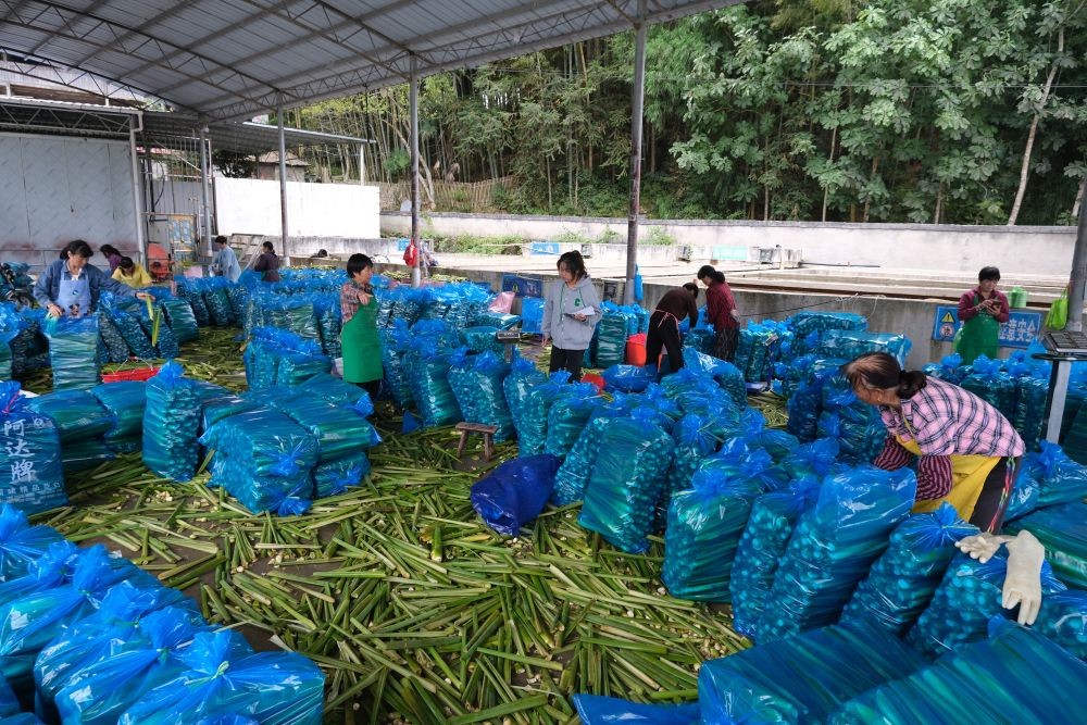 在丽水市景宁畲族自治县大漈乡茶林村，新采的茭白正在被打包装车。新华社记者 郑梦雨 摄
