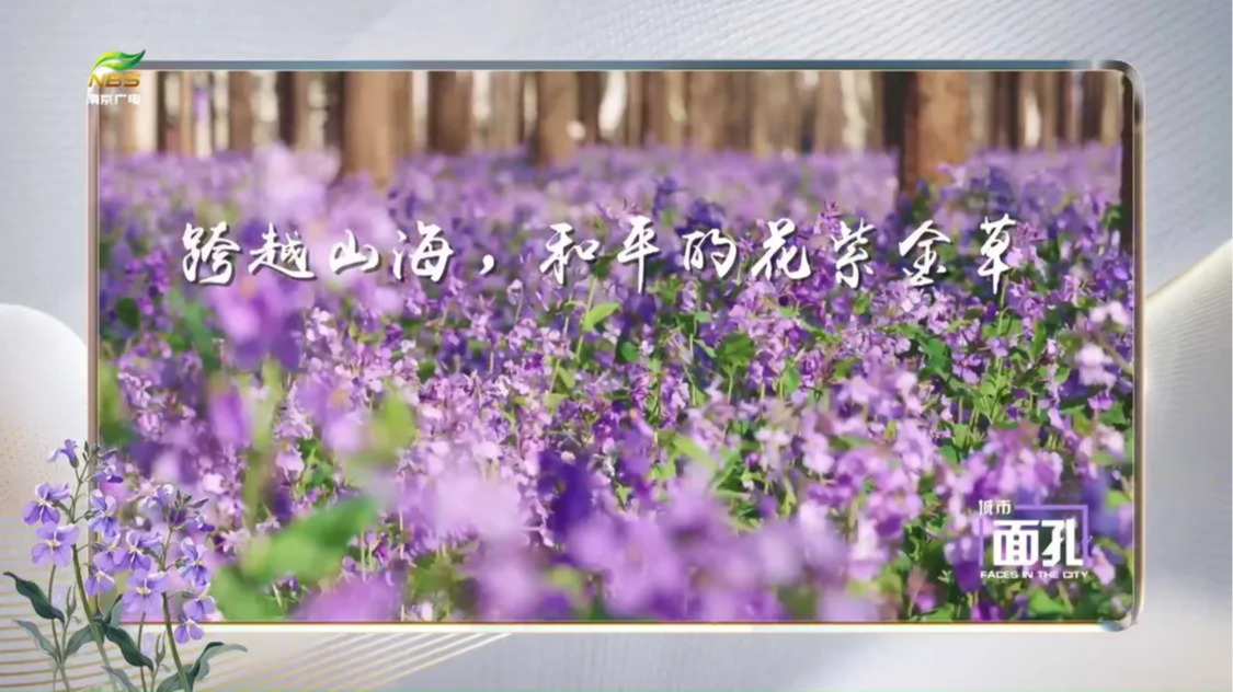 跨越山海，和平的花紫金草