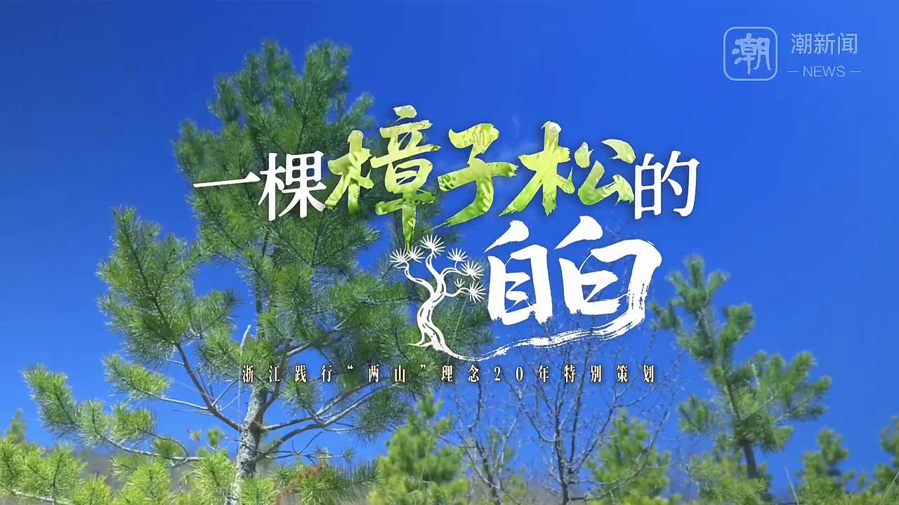 一颗种子从浙出发丨一棵樟子松的自白