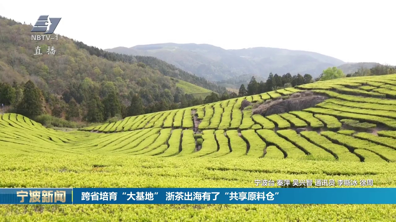 跨省培育“大基地” 浙茶出海有了“共享原料仓”