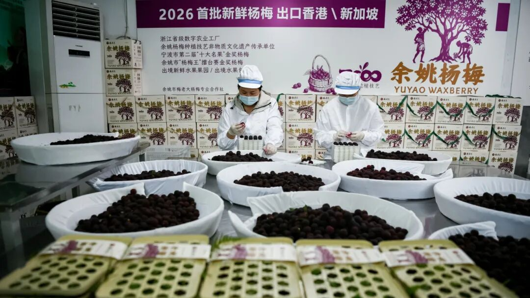 宁波首批出口！余姚杨梅24小时内直达中国香港！