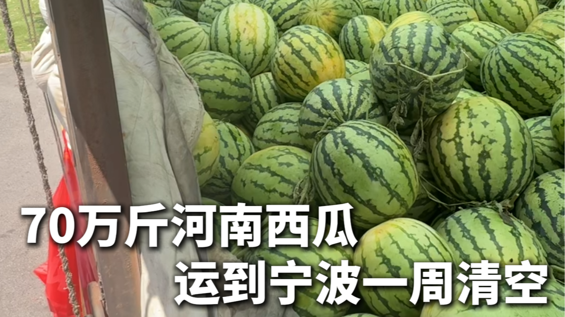 70万斤河南西瓜运到宁波一周清空
