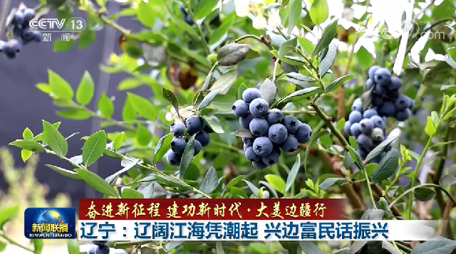 【奋进新征程 建功新时代·大美边疆行】辽宁：辽阔江海凭潮起 兴边富民话振兴