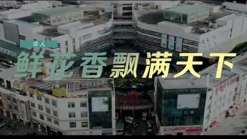 《这十年》微纪录片 第15集《鲜花香飘满天下》华人
