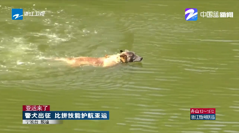 《浙江新闻联播》关注宁波：亚运来了 警犬出征 比拼技能护航亚运