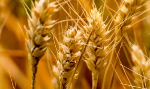 中国气象局：气象风险预警助力冬小麦增收83亿斤