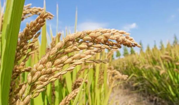 “十四五”时期我国年均粮食收购量在4亿吨以上