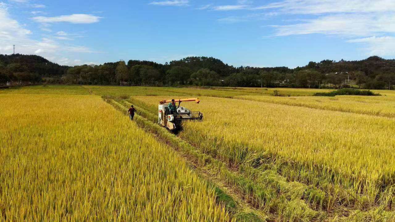 微观浙江·我眼中的“十四五”丨从“会”种田到“慧”种田，浙江新农人谱写丰收新答卷
