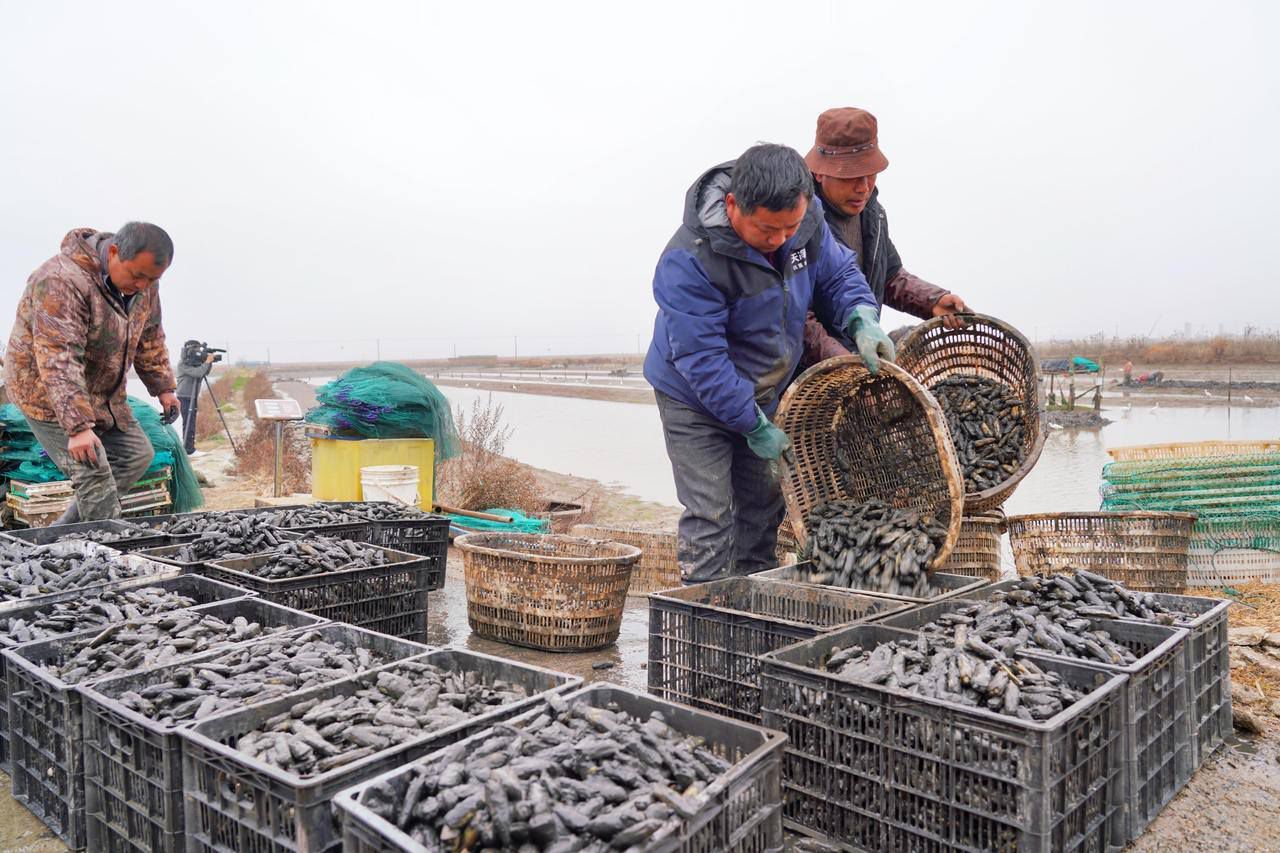 新春走基层丨宁海科技小院为长街蛏装上智慧引擎——蛏子吃上营养自助餐