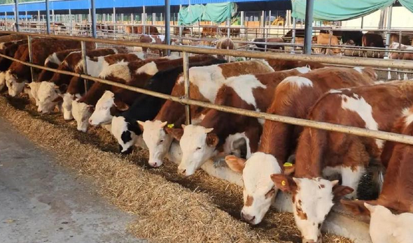 新春走基层 | 托牛所口碑越来越好