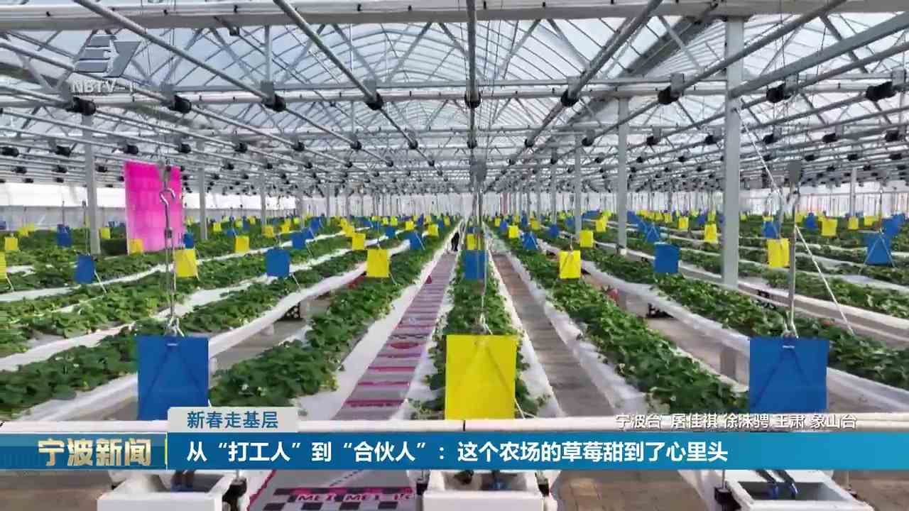 新春走基层丨从“打工人”到“合伙人”：这个农场的草莓甜到了心里头