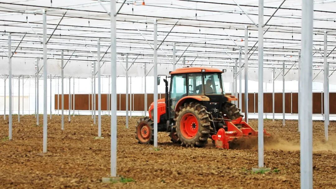 新春走基层丨5个人“搞定”250亩鸡毛菜！这里的春耕有点“酷”