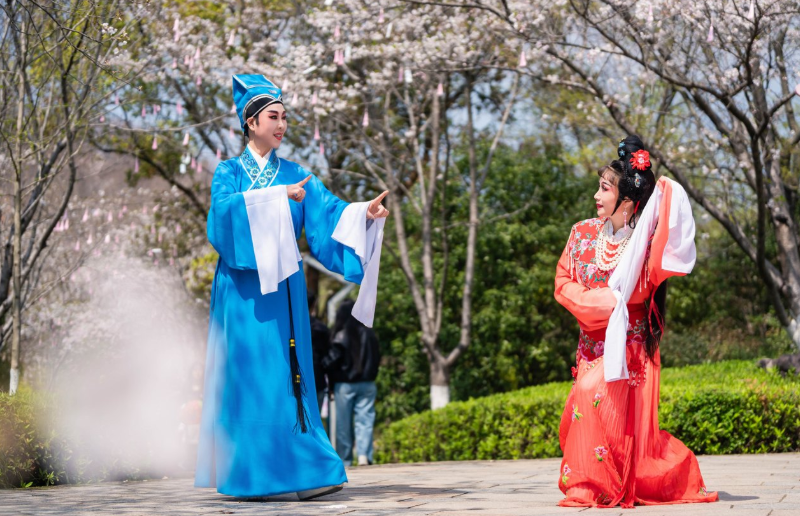 宁波有戏丨樱花雨下“吕布貂蝉”对戏 宁海“花田”惊艳春日