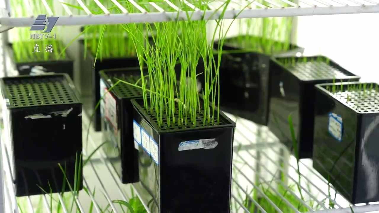 “甬”创新生态｜宁大团队培育广谱抗病毒水稻 守护国家粮食安全