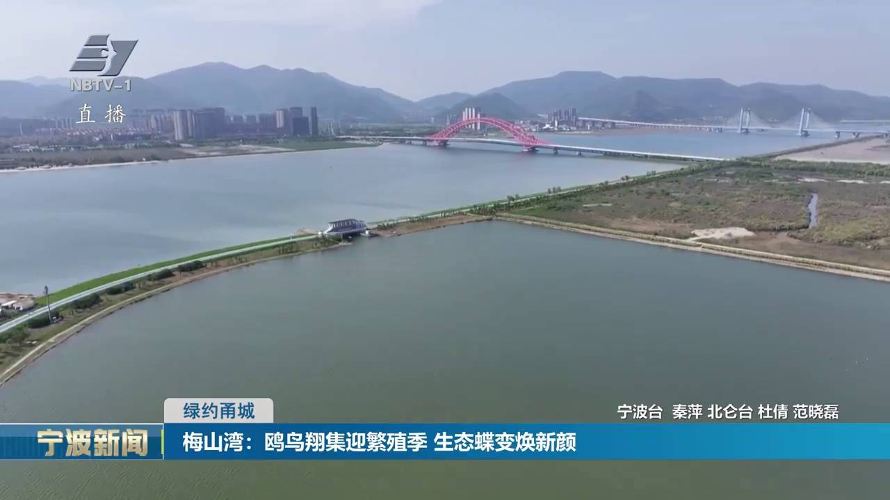 绿约甬城丨梅山湾：鸥鸟翔集迎繁殖季 生态蝶变焕新颜