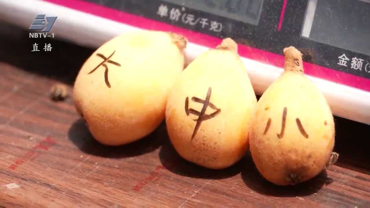 象山：海岛枇杷广开销路“鲜甜出岛”