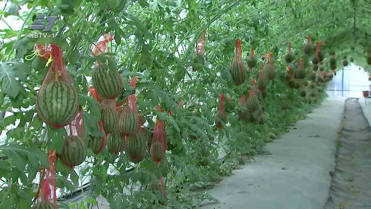 黄瓤小西瓜“岚蕙”清甜上市  宁波多款优质西瓜品种全国推广