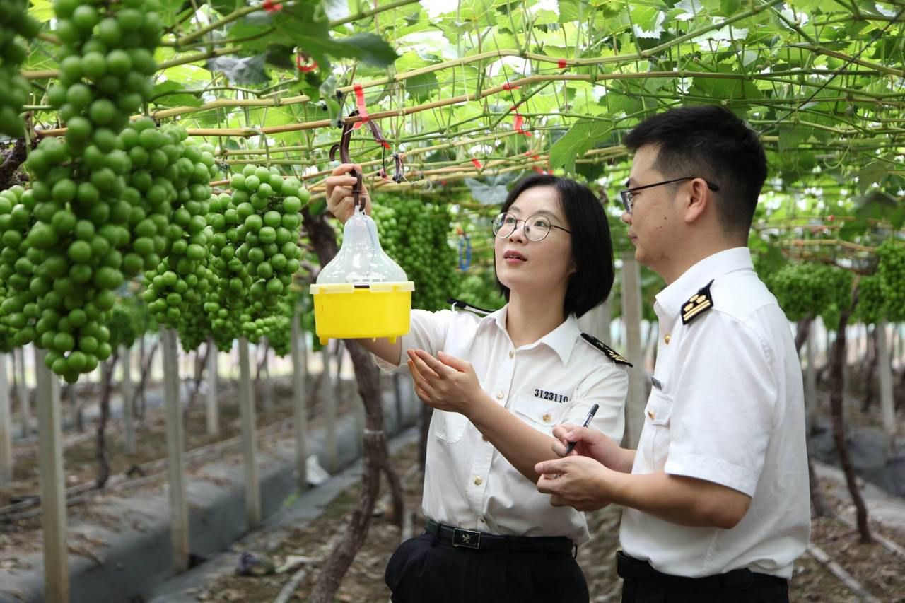 今夏浙江首单葡萄出口启运，11.5吨慈溪产“阳光玫瑰”运往东南亚
