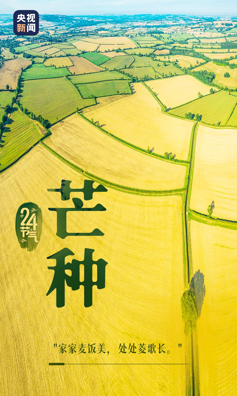 今日，芒种